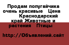 Продам попугайчика очень красивые › Цена ­ 600 - Краснодарский край Животные и растения » Птицы   